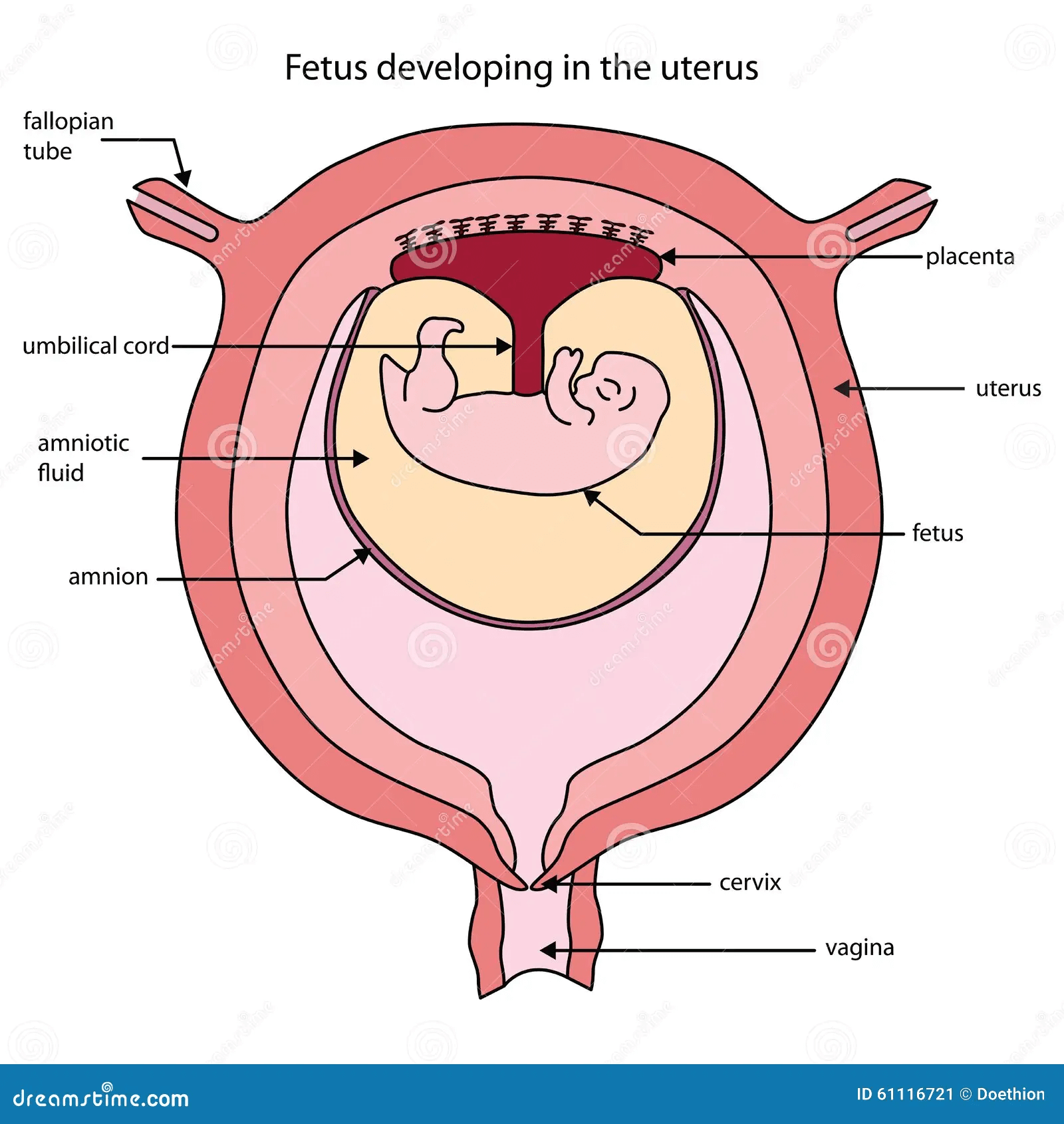 “Second month: uterus growing, placenta starting to form behind it.”