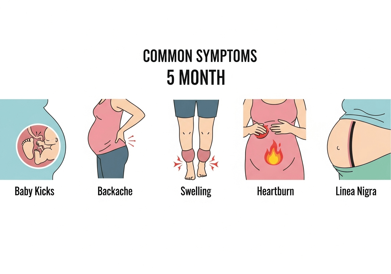 Infographic showing 5th month pregnancy symptoms including baby kicks, swelling, backache, and heartburn
