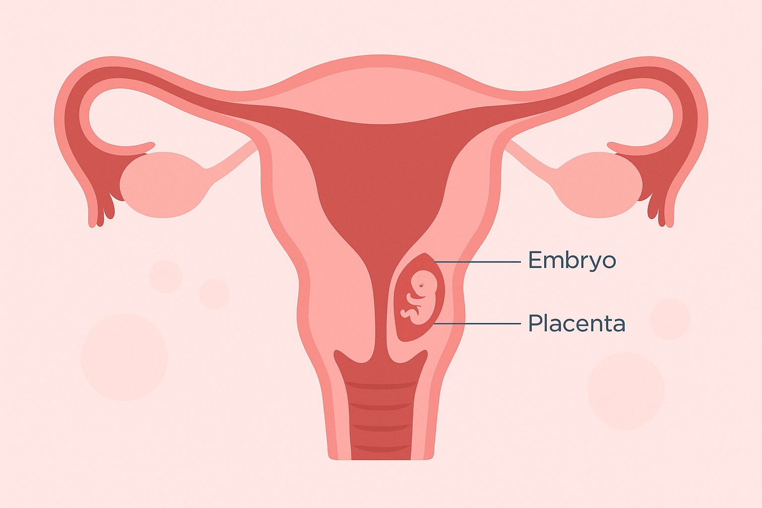 Early pregnancy body changes: embryo implantation and placenta formation.