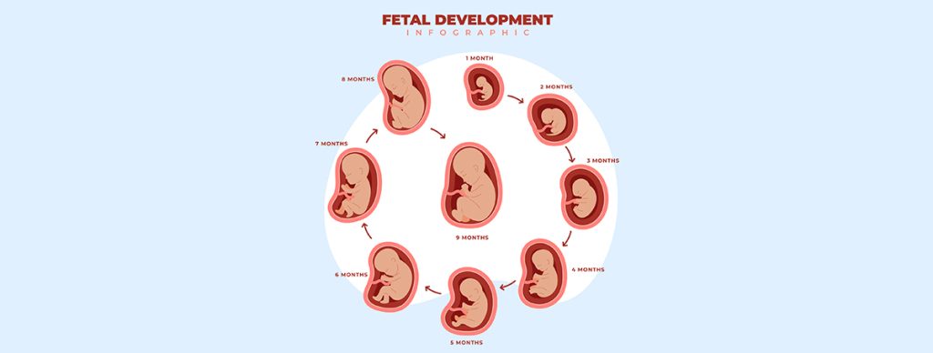 fetal weight