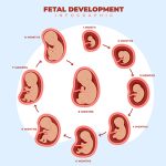 Fetal Weight Chart in Grams & Kg: A Comprehensive Guide