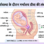 सर्विक्स की लंबाई और सामान्य डिलीवरी में इसकी भूमिका: जानिए हर ज़रूरी बात
