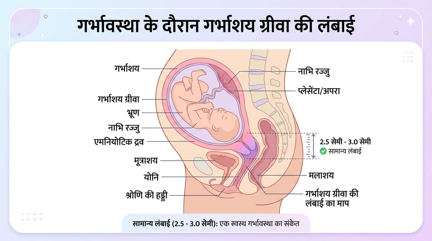 सर्विक्स की लंबाई — गर्भावस्था में सर्वाइकल लेंथ की जांच