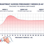 Fetal Heartbeat Chart by Week: What’s Normal, How It’s Measured